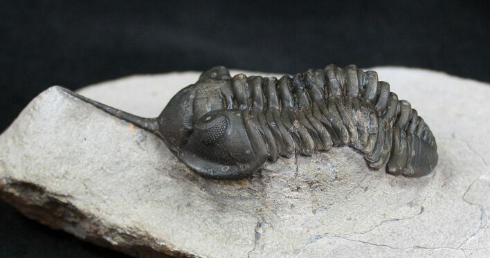 Morocconites Malladoides Trilobite From Morocco #1538